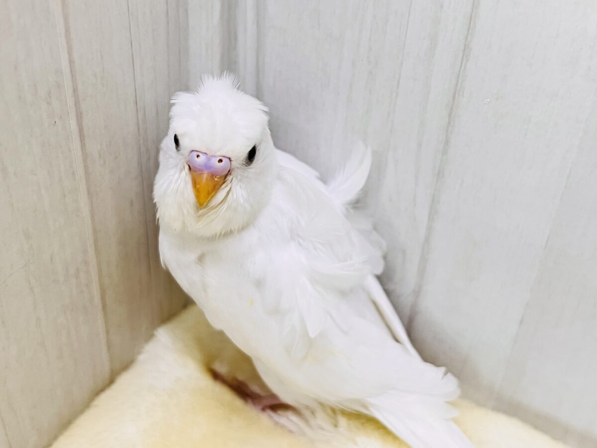 羽衣セキセイインコ