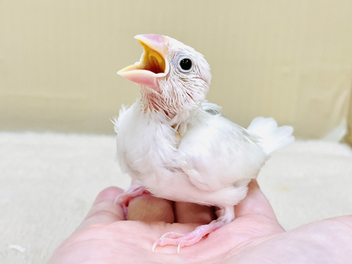 【最新画像】すくすく成長中🤍白文鳥ちゃん(ヒナ) 白文鳥