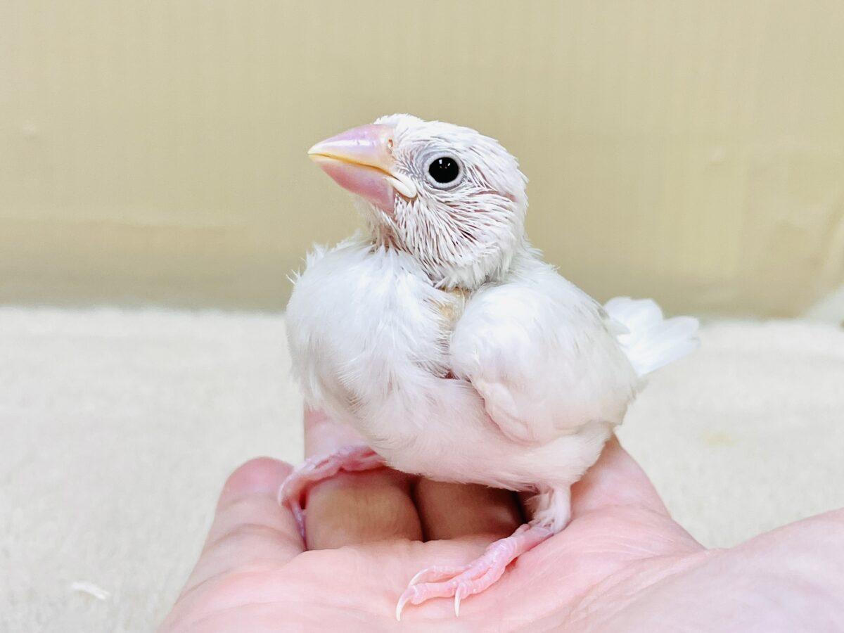 【最新画像】すくすく成長中🤍白文鳥ちゃん(ヒナ) 白文鳥