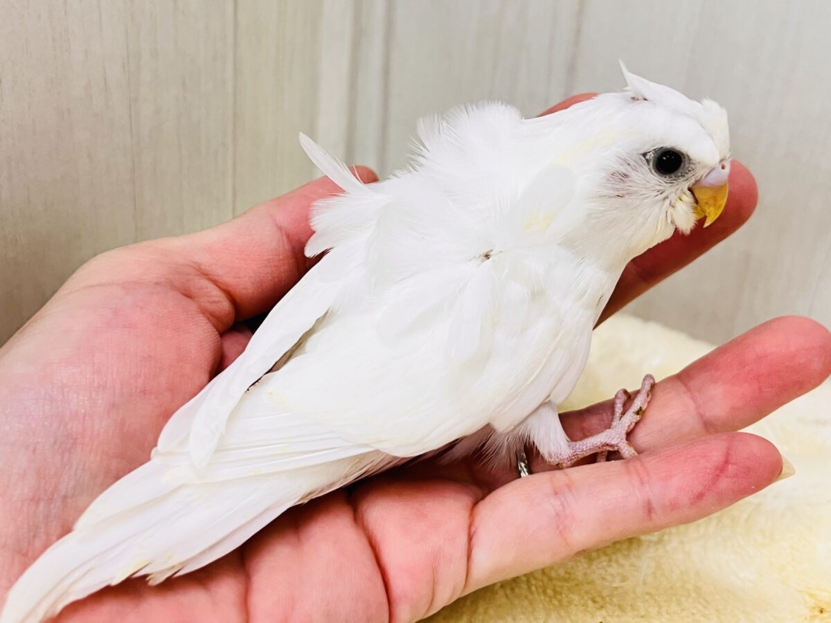 羽衣セキセイインコ