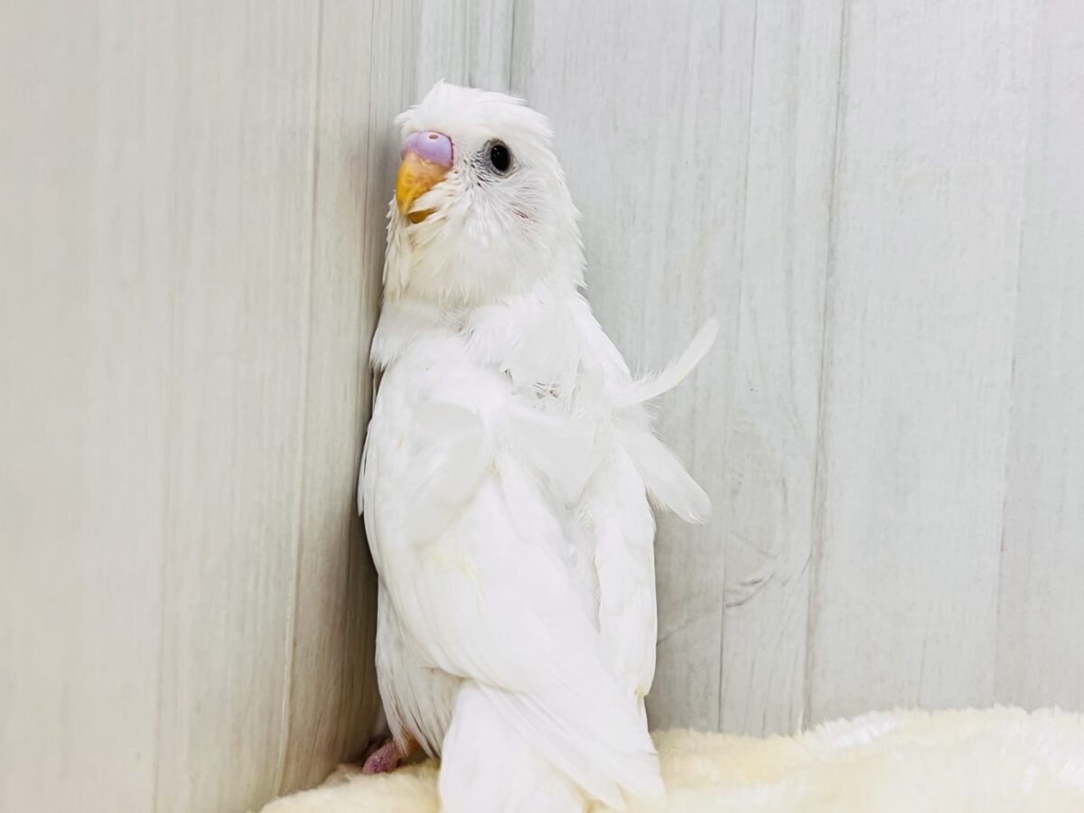 羽衣セキセイインコ