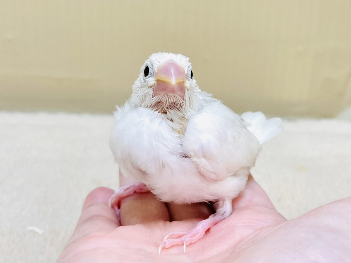 【最新画像】すくすく成長中🤍白文鳥ちゃん(ヒナ) 白文鳥