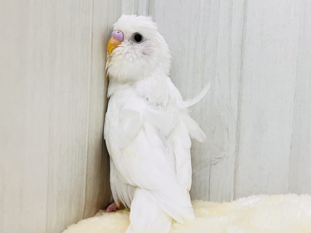 羽衣セキセイインコ