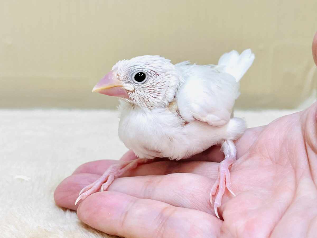 【最新画像】すくすく成長中🤍白文鳥ちゃん(ヒナ) 白文鳥