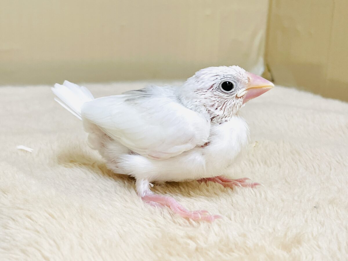 【最新画像】すくすく成長中🤍白文鳥ちゃん(ヒナ) 白文鳥