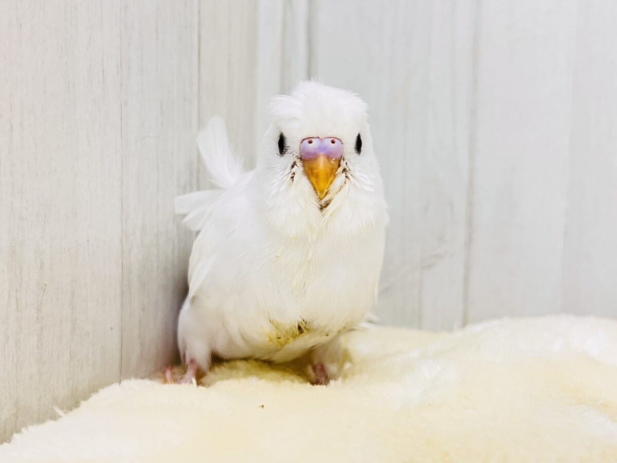 羽衣セキセイインコ