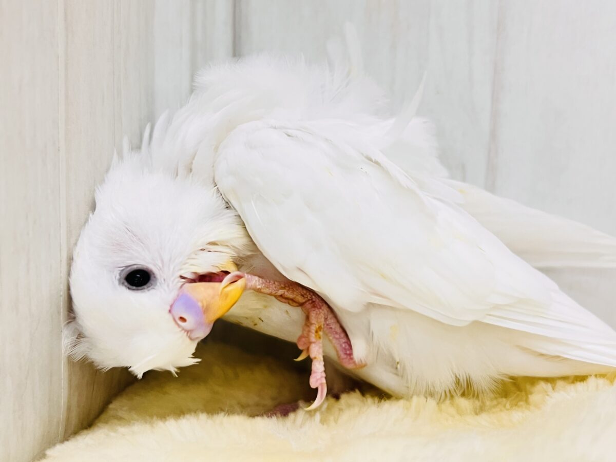 羽衣セキセイインコ
