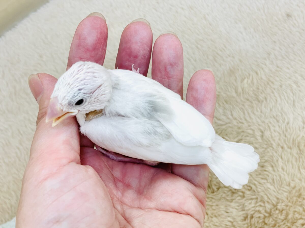 【最新画像】すくすく成長中🤍白文鳥ちゃん(ヒナ) 白文鳥