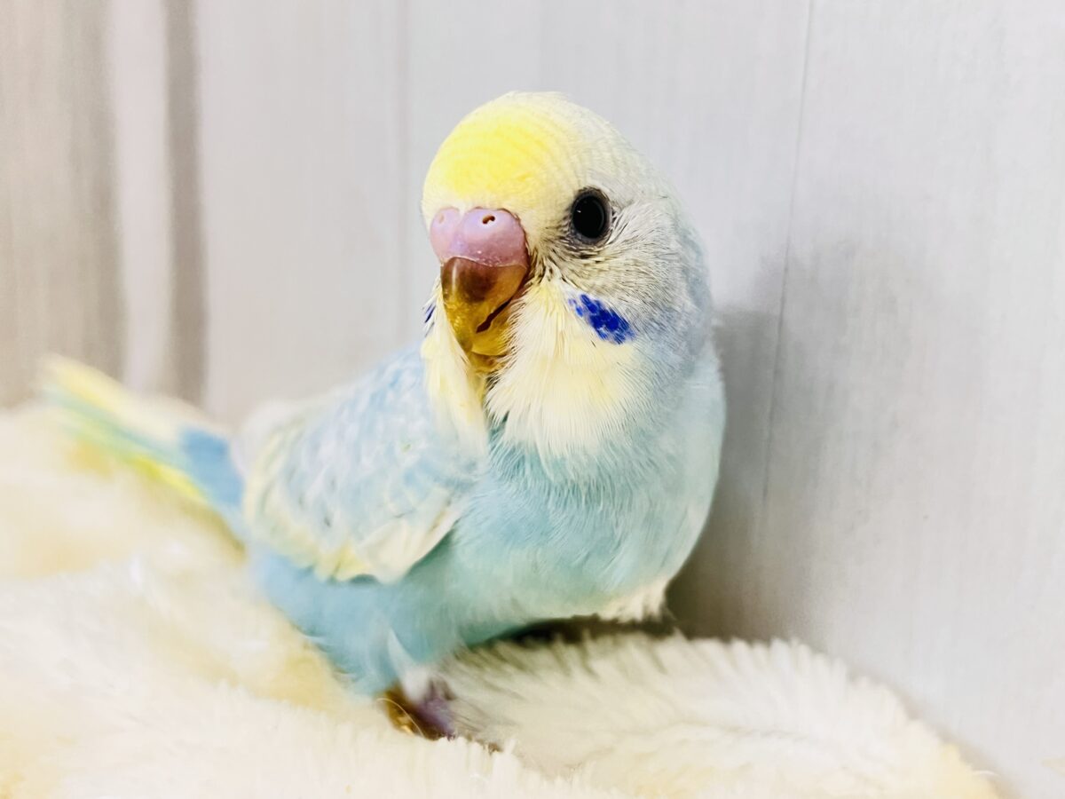 まだ夏を終わらせないぞ‼︎すっきりソーダ🩵セキセイインコ（パステルレインボースパングル）