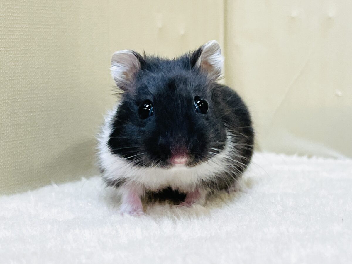 おうちの中が落ち着くよ〜🐹✨ジャンガリアンハムスター（ブラックパイド）