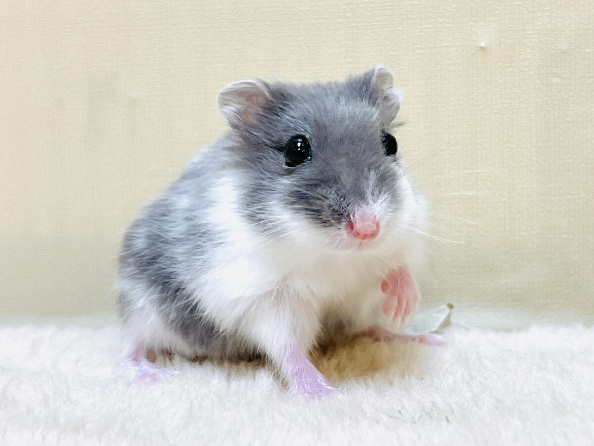 ジャンガリアン