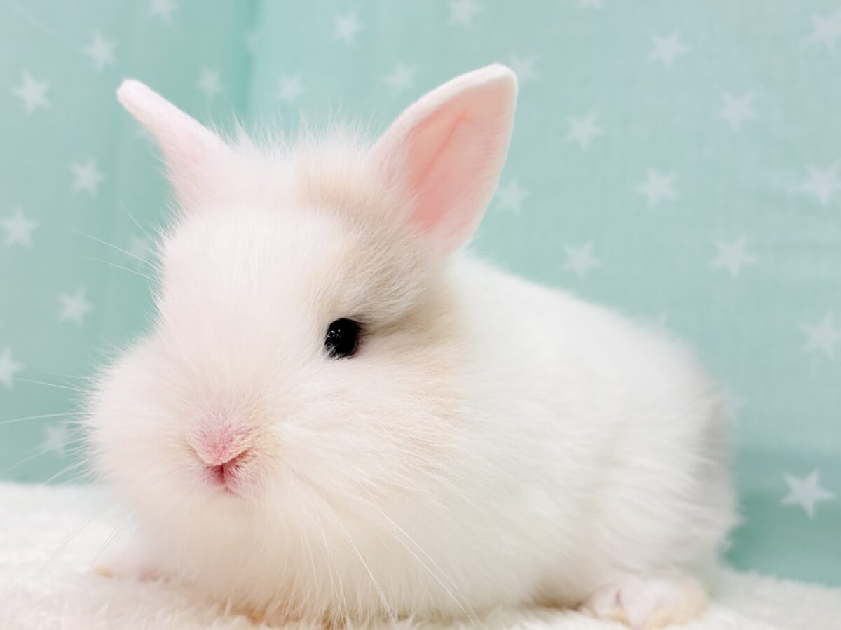 もっふもふの癒し系🐰𓈒𓏸︎︎︎︎ 𓈒𓂂𓏸ジャージーウーリー(男の子)