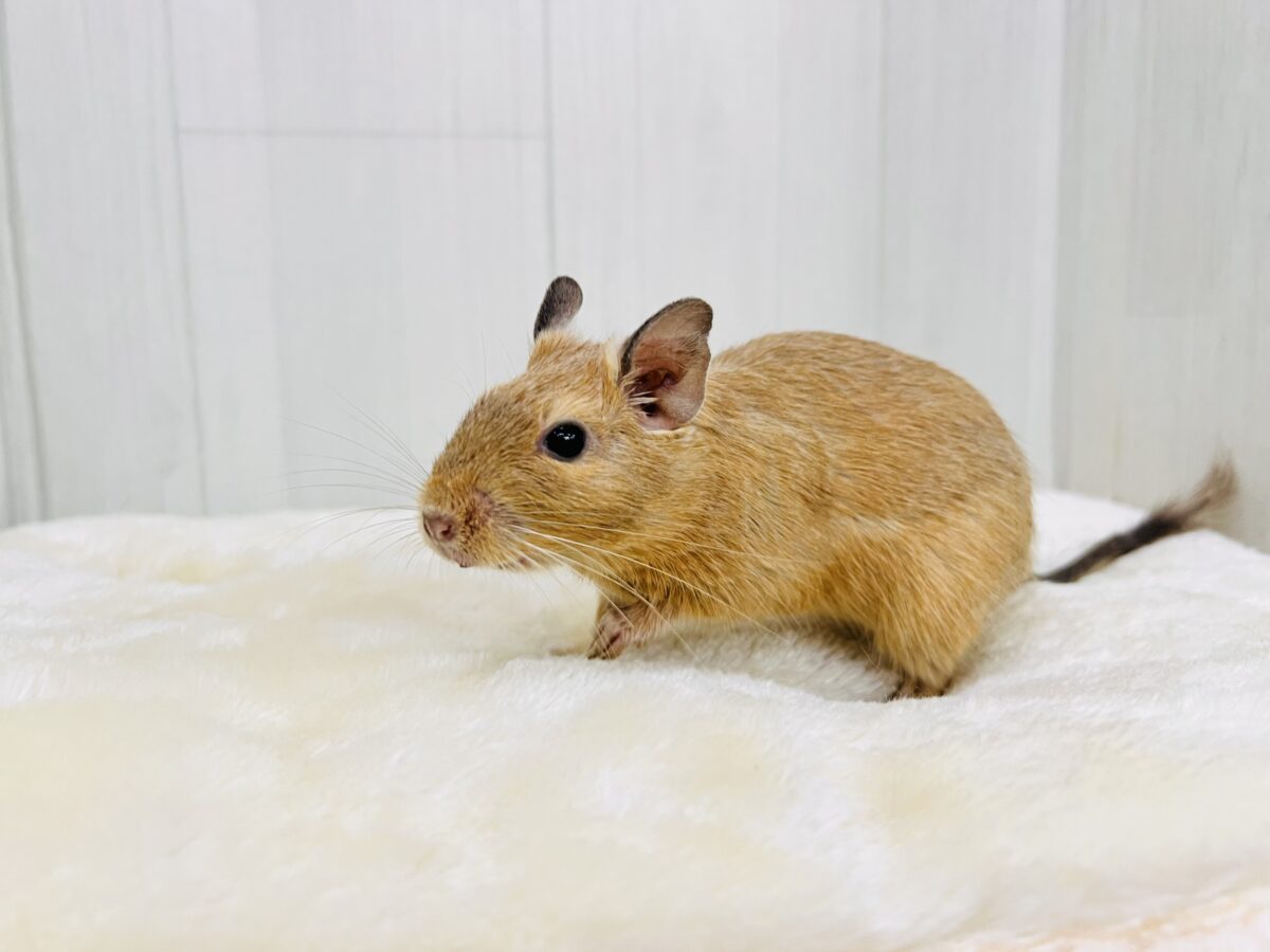 デグー