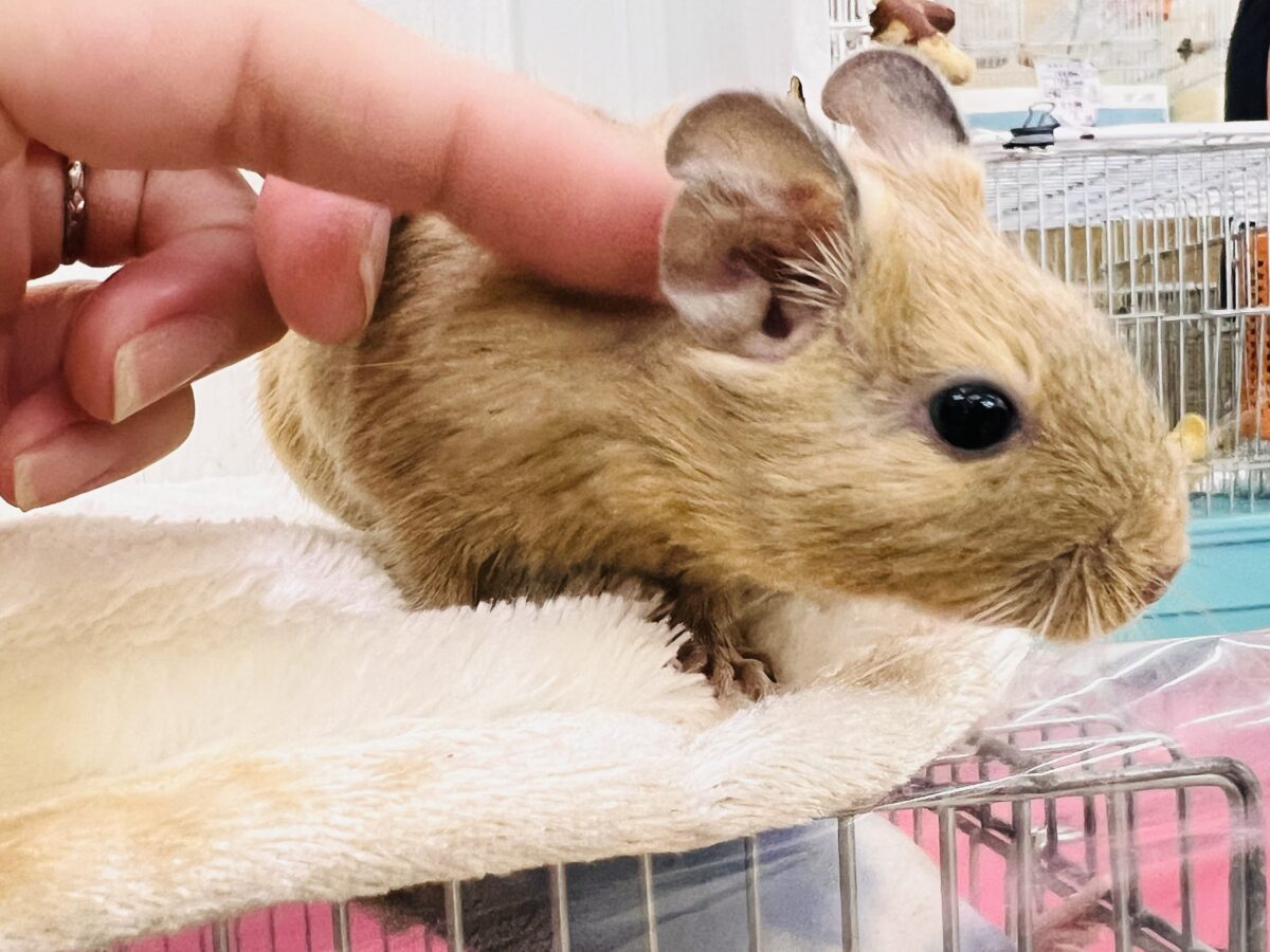デグー