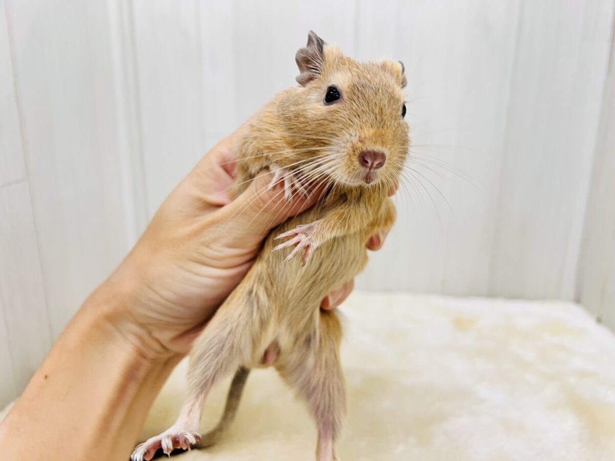 ぽってりマロンクリーム🌰♡運動神経バツグン！デグー（サンド）の男の子✨✨