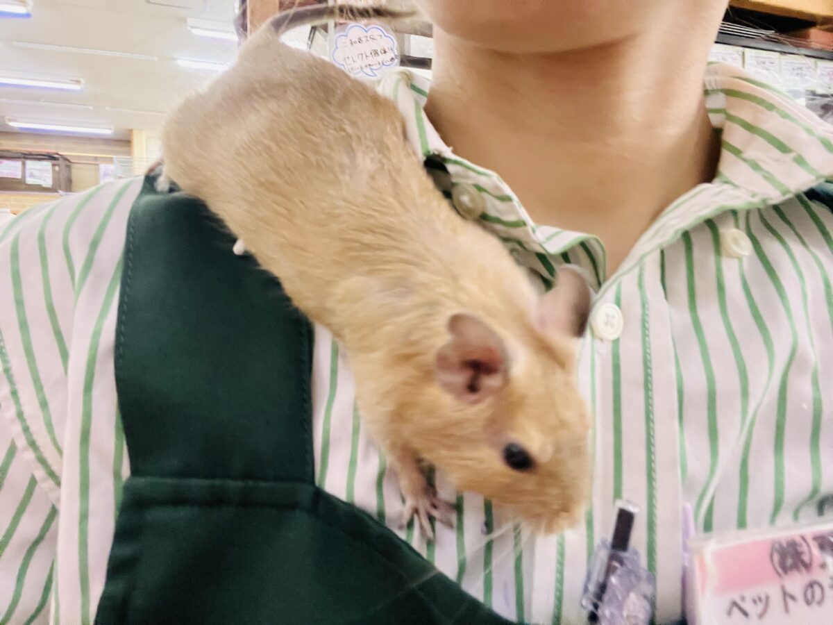 デグー