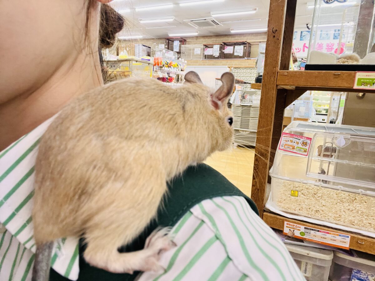 デグー