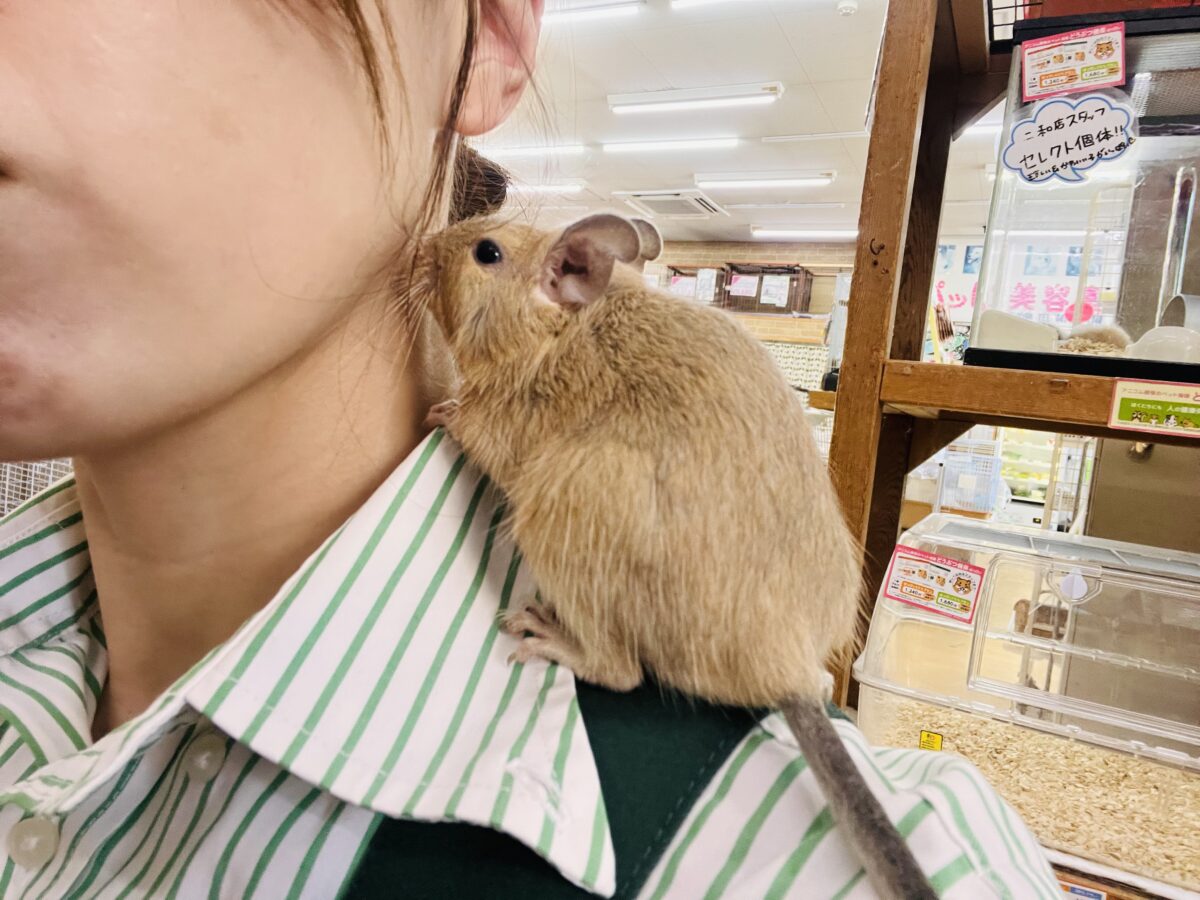 デグー