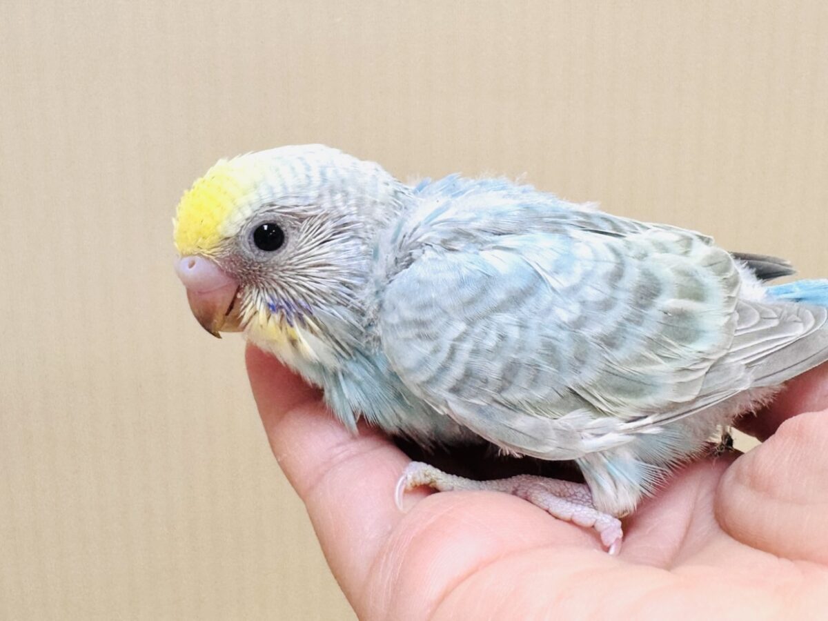 空色パステルちゃん✨セキセイインコ（パステルレインボー）ヒナ
