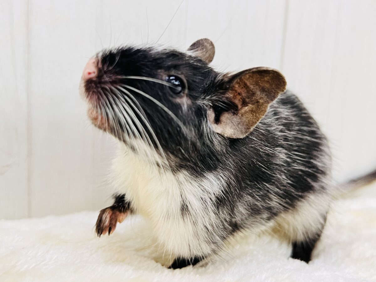 デグー