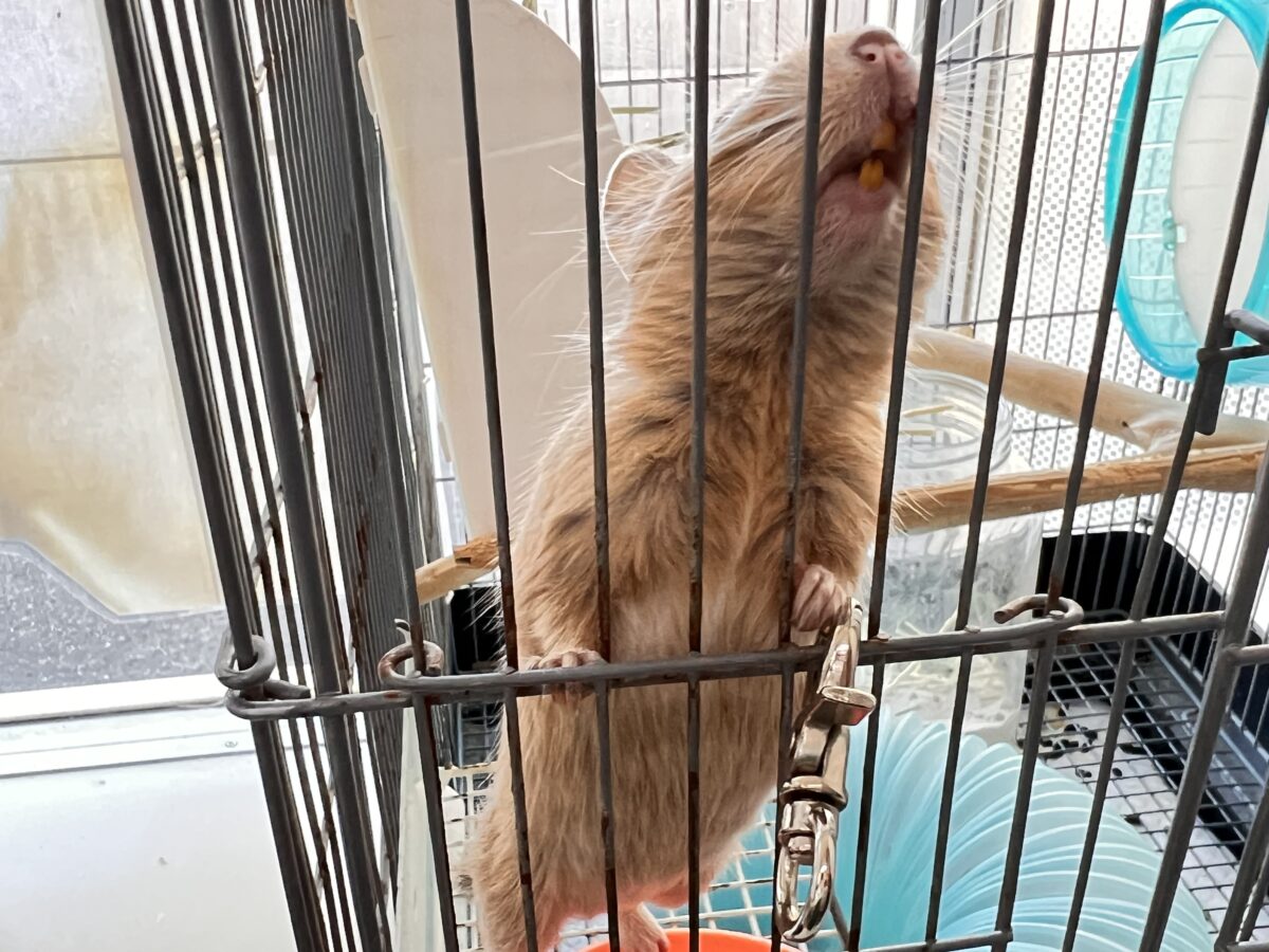 デグー