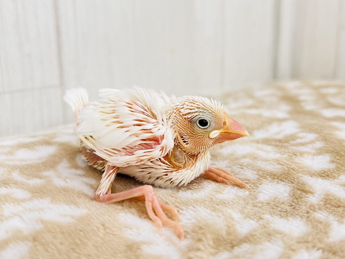 白文鳥