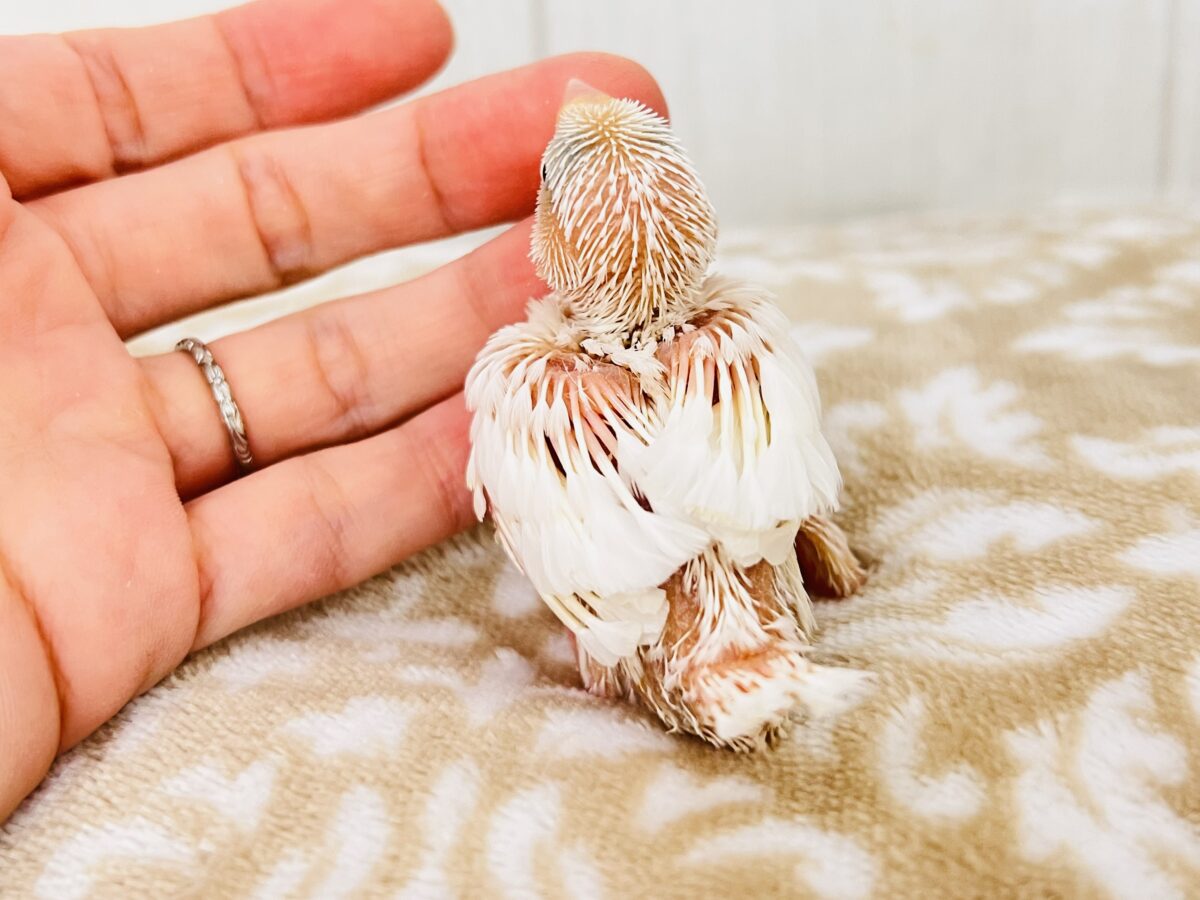 白文鳥