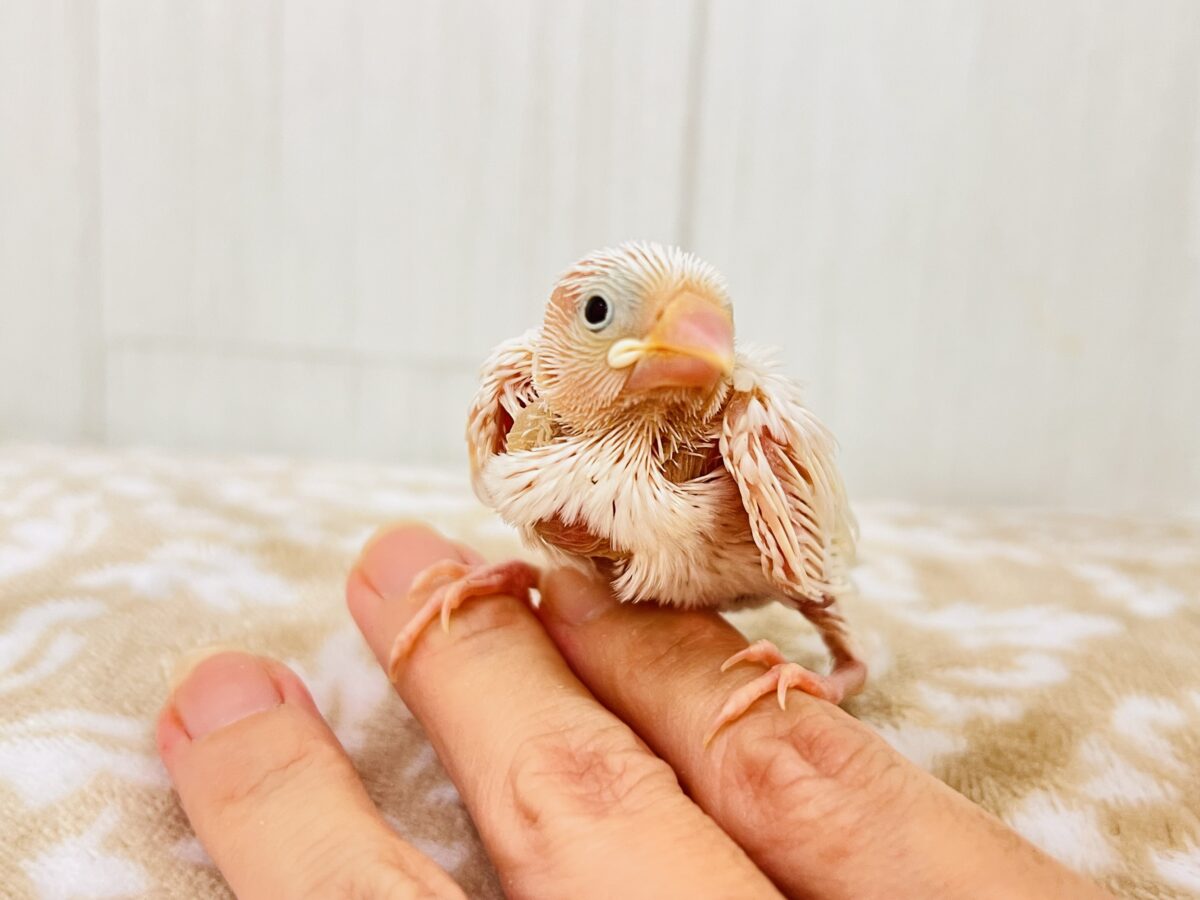 白文鳥
