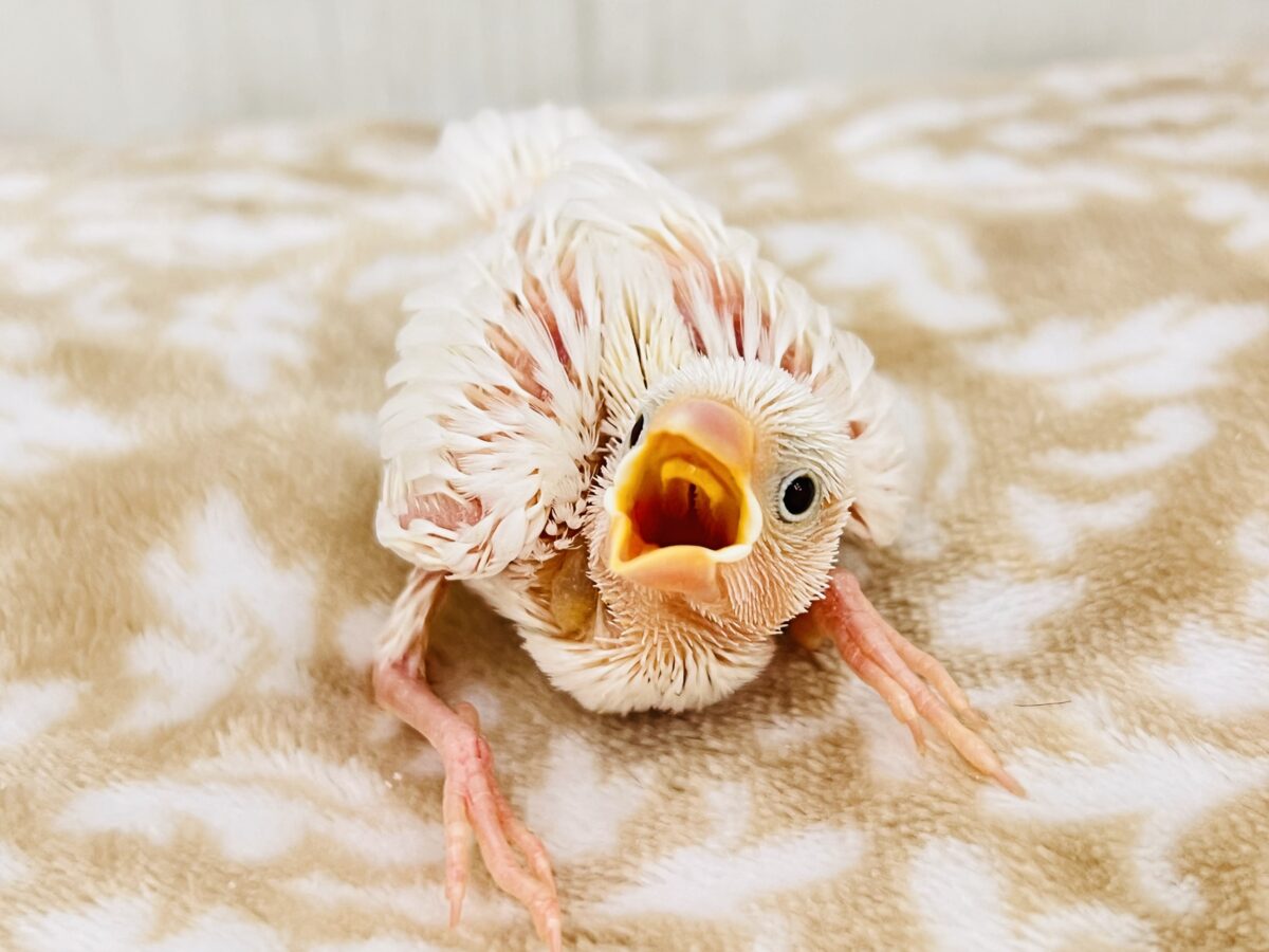 ﾂｸﾂｸえのき‥🍄幸せパウダーを振り撒く💕白文鳥の雛が入舎しました☆