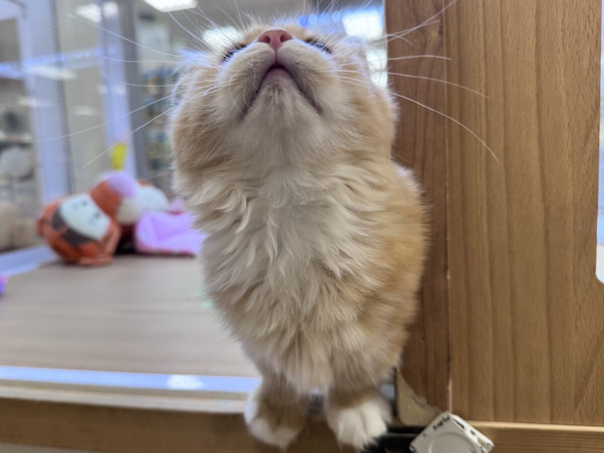 マンチカン