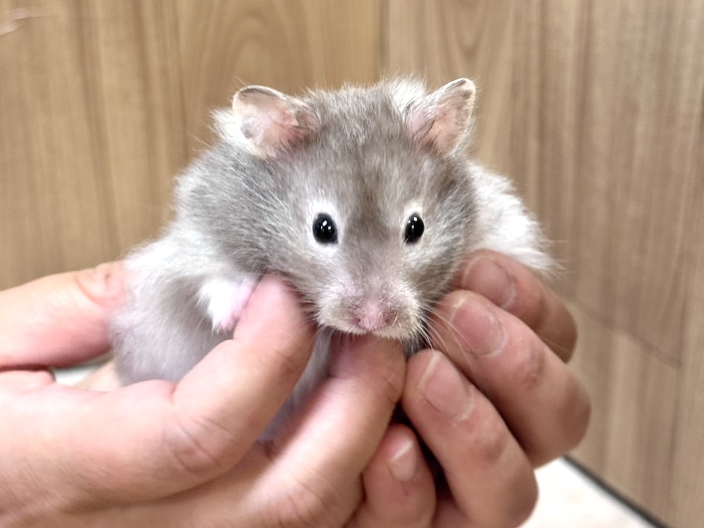 ゴールデンハムスター