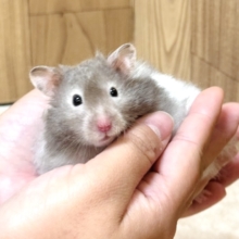 おててに包まれたいなぁ🩷セーブルハムスター（男の子）