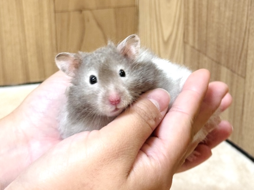 おててに包まれたいなぁ🩷セーブルハムスター（男の子）