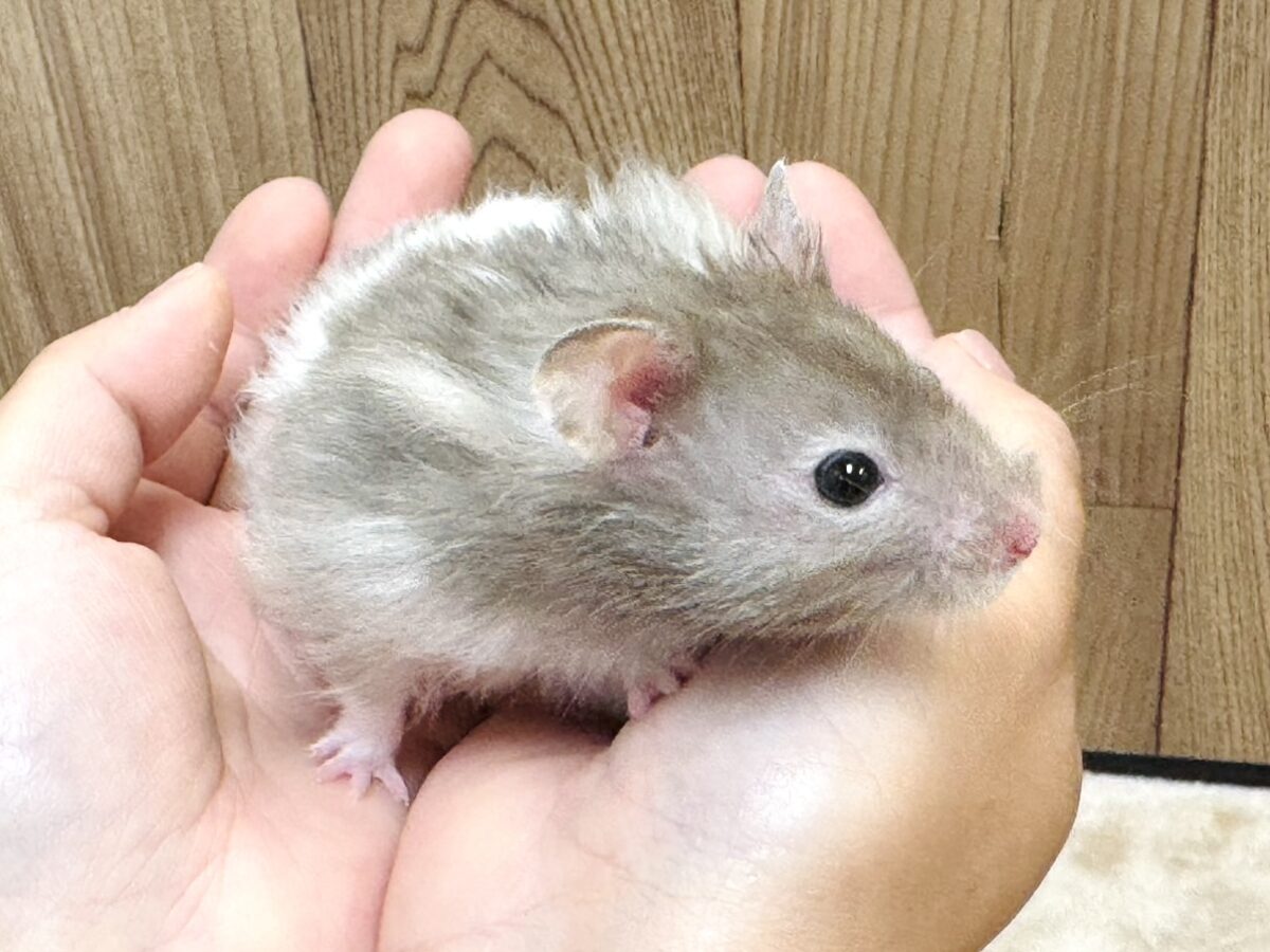ゴールデンハムスター
