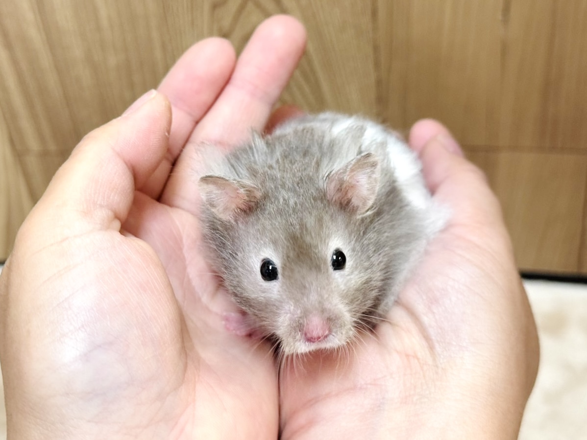 ゴールデンハムスター