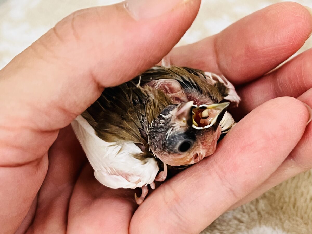 十姉妹（ジュウシマツ）
