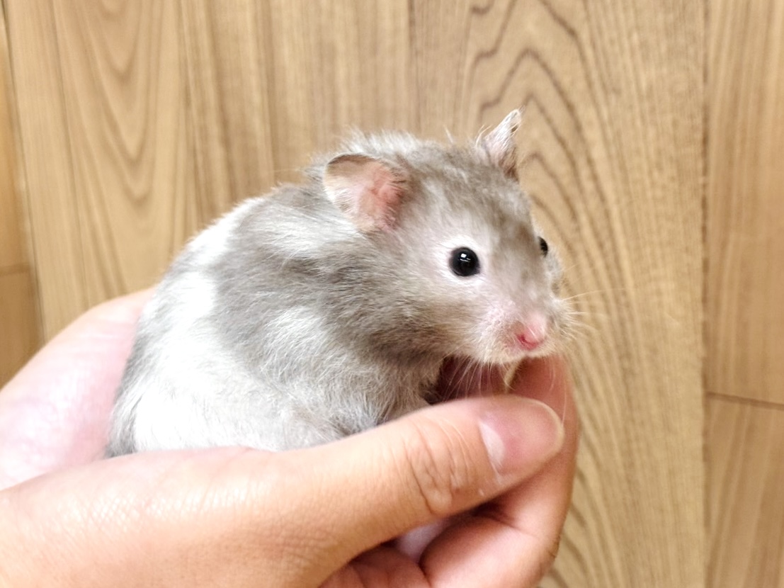 ゴールデンハムスター