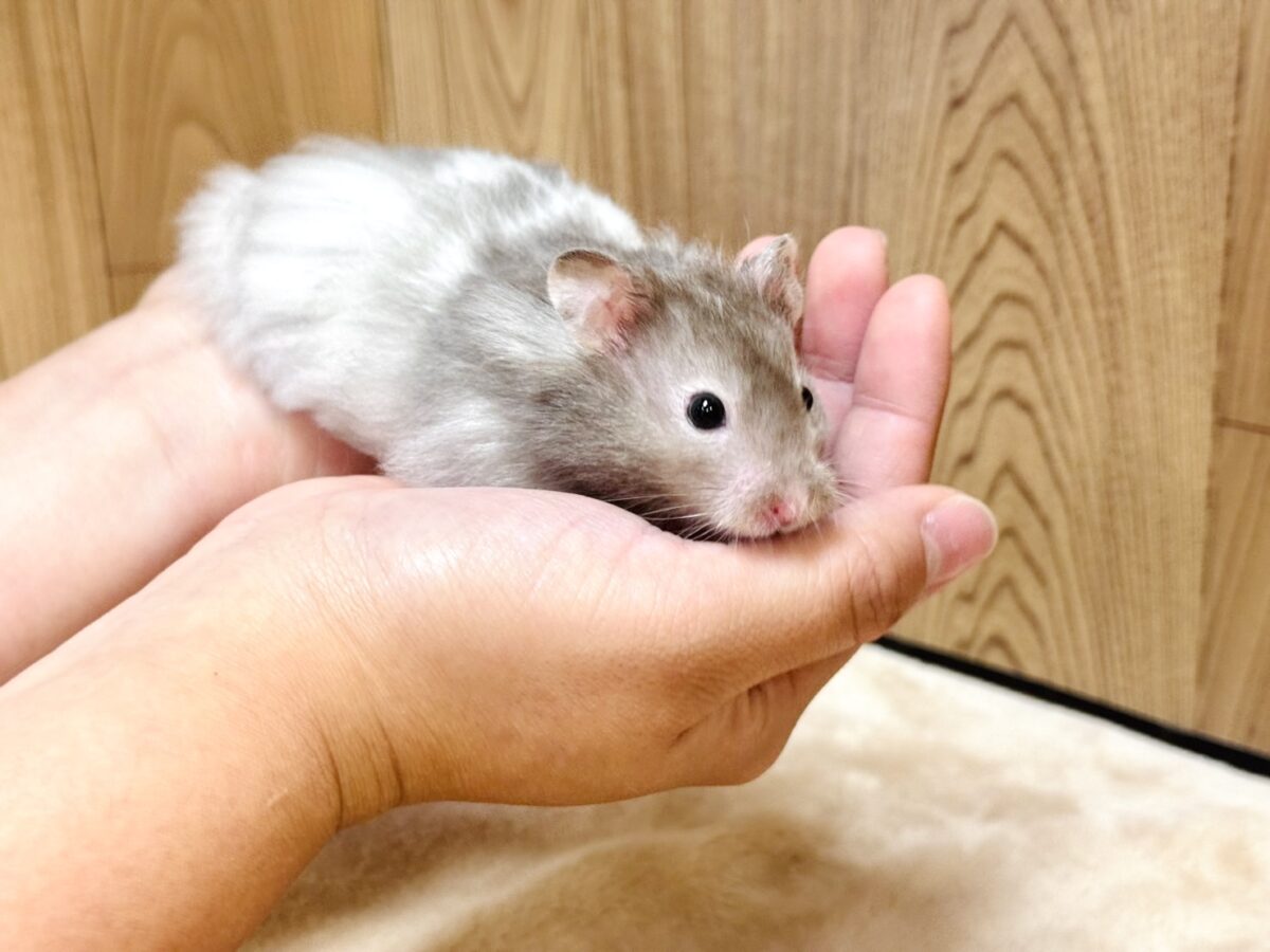 ゴールデンハムスター