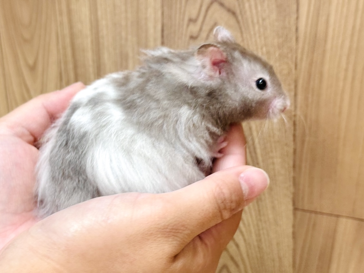 ゴールデンハムスター