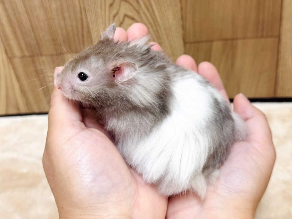 ゴールデンハムスター