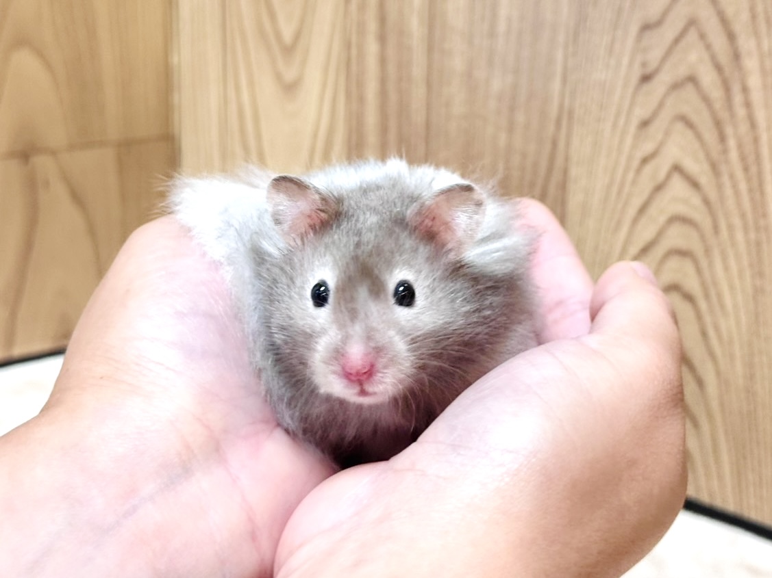 ゴールデンハムスター