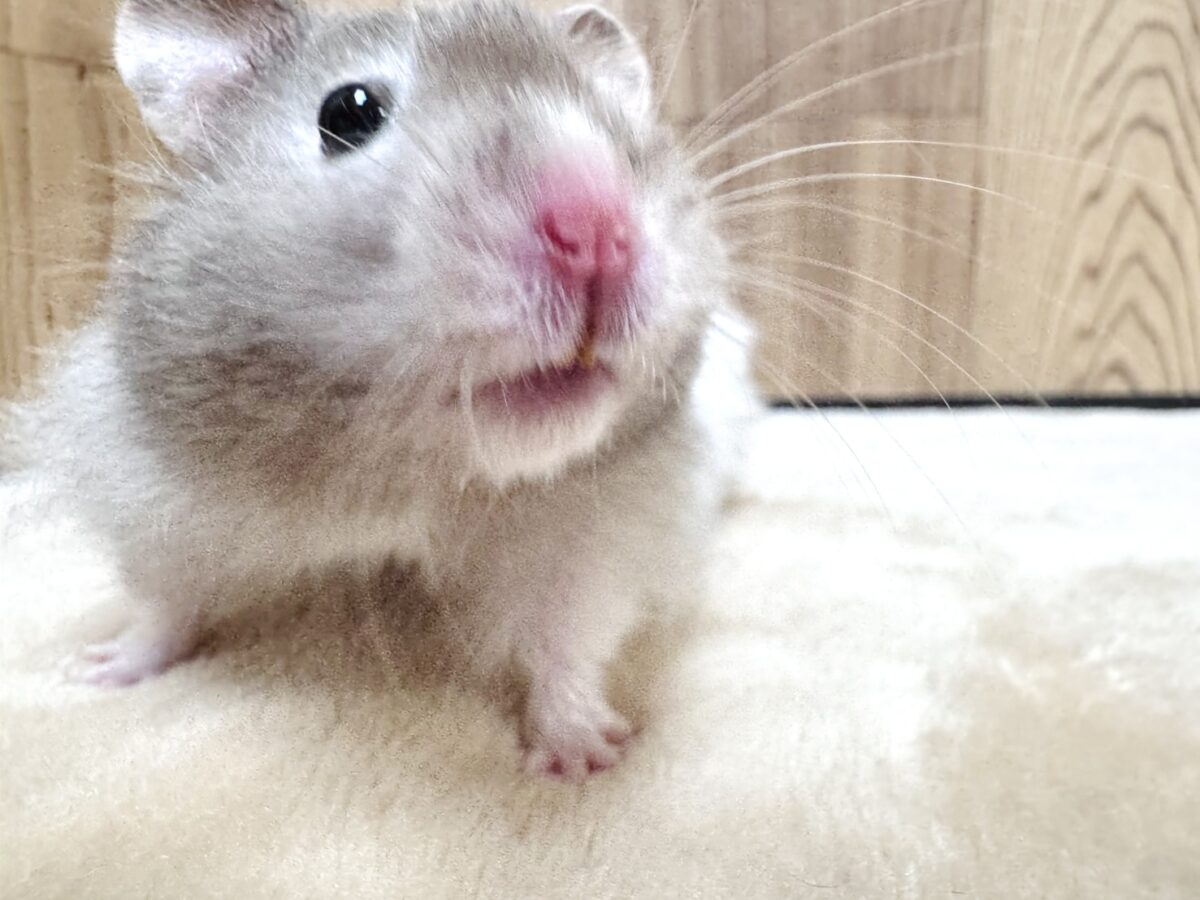 ゴールデンハムスター