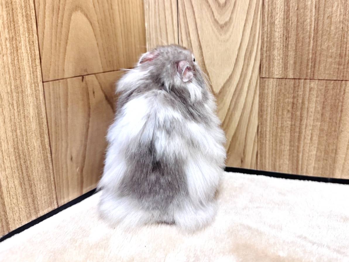 ゴールデンハムスター