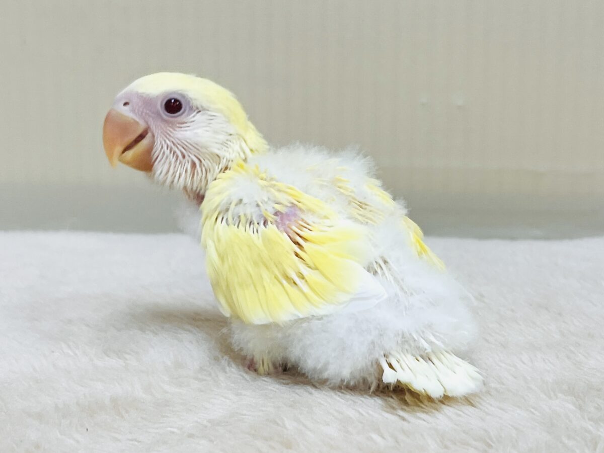 ふわふわのたまごちゃん💛❤️コザクラインコ(ルチノー)ヒナ コザクラインコ(小桜インコ)