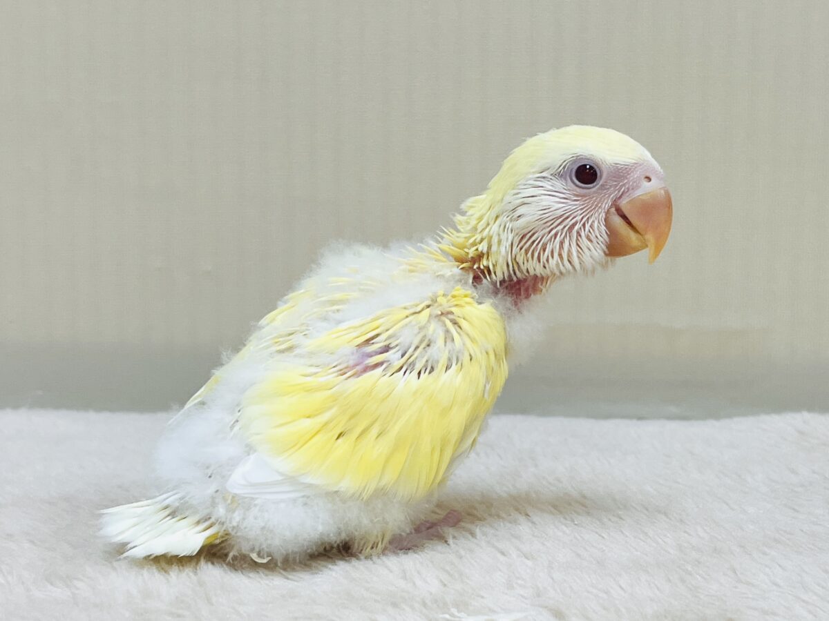 ふわふわのたまごちゃん💛❤️コザクラインコ(ルチノー)ヒナ コザクラインコ(小桜インコ)