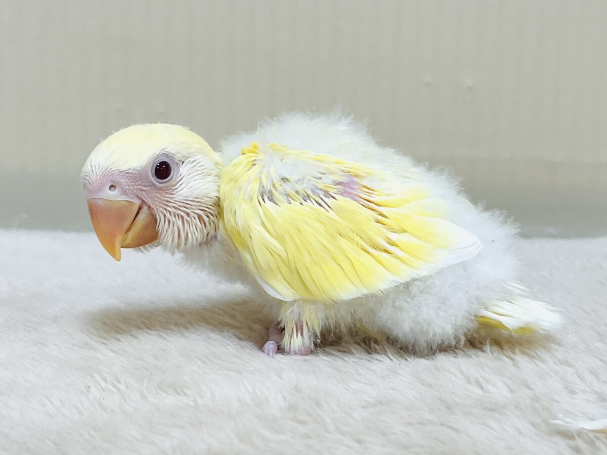 ふわふわのたまごちゃん💛❤️コザクラインコ(ルチノー)ヒナ コザクラインコ(小桜インコ)