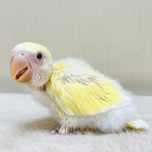 コザクラインコ（小桜インコ） の販売一覧| 千葉県・栃木県・神奈川県