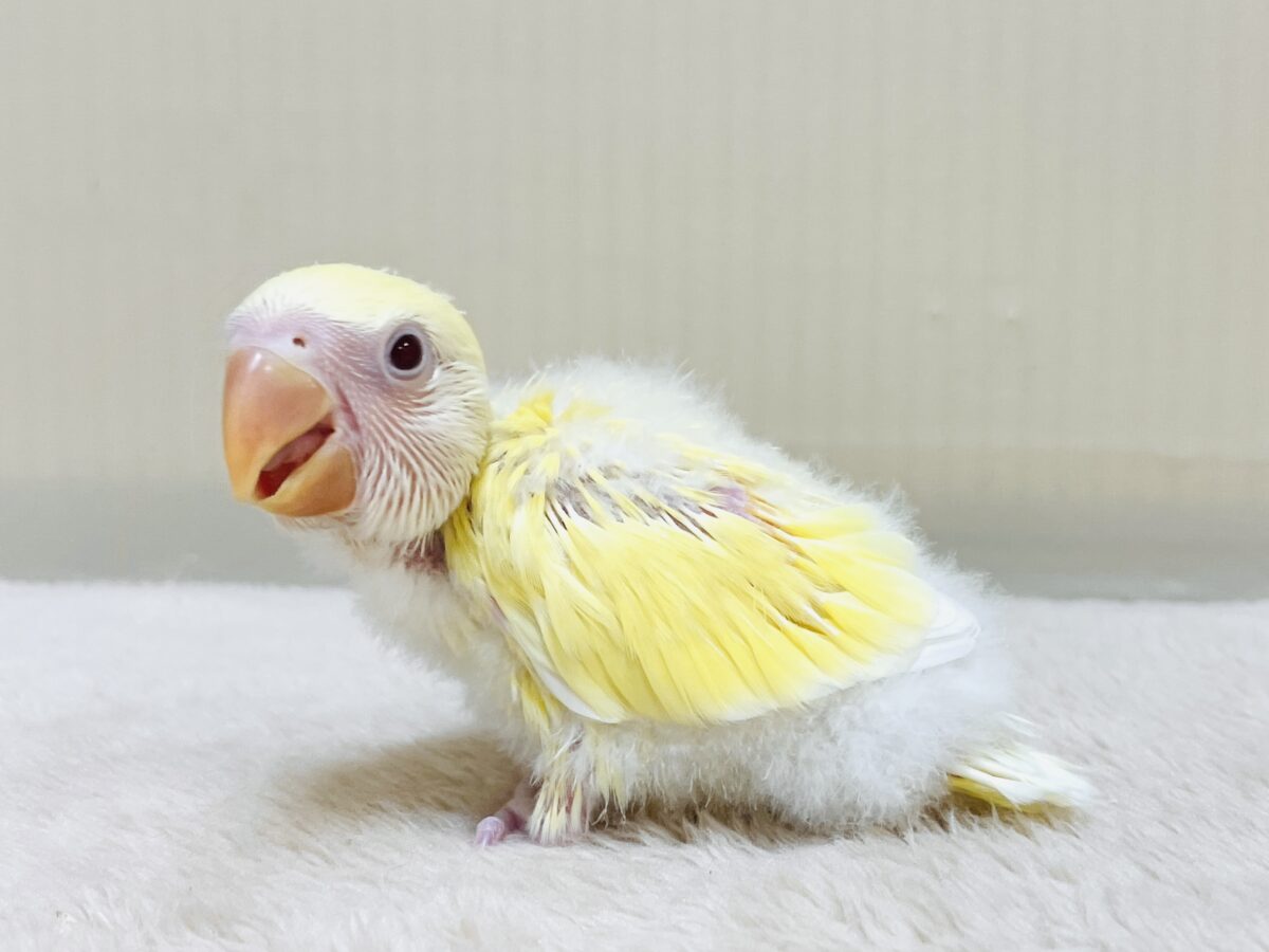 ふわふわのたまごちゃん💛❤️コザクラインコ(ルチノー)ヒナ ふわふわのたまごちゃん💛❤️コザクラインコ(ルチノー)ヒナ