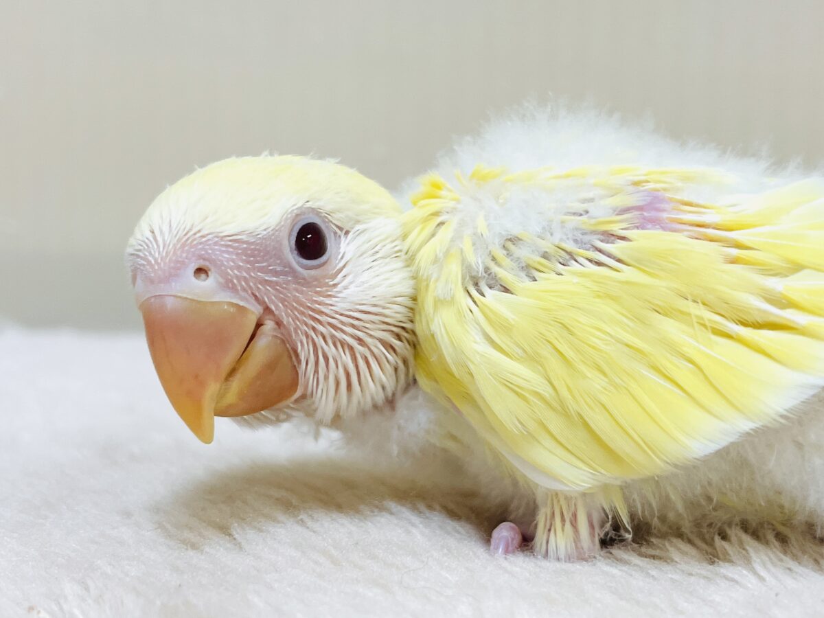 ふわふわのたまごちゃん💛❤️コザクラインコ(ルチノー)ヒナ コザクラインコ(小桜インコ)