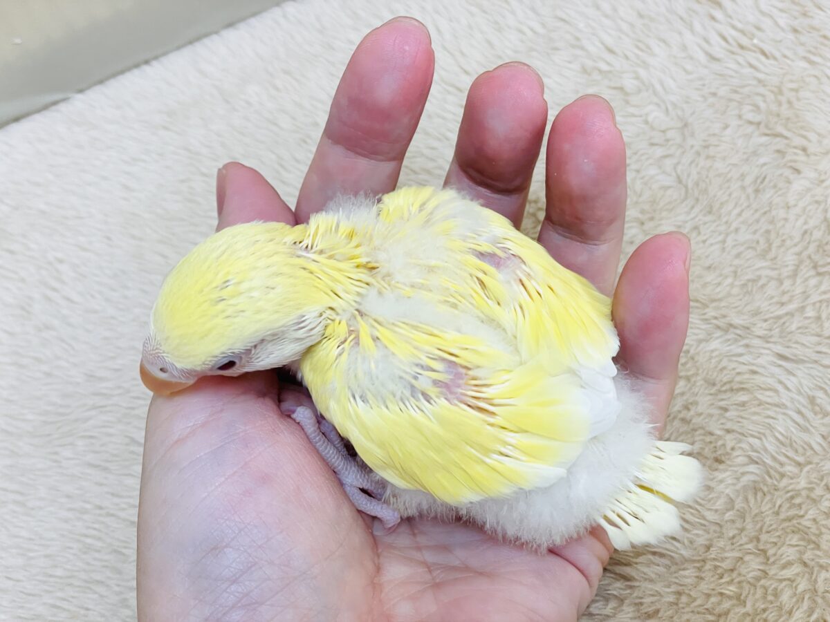 ふわふわのたまごちゃん💛❤️コザクラインコ(ルチノー)ヒナ コザクラインコ(小桜インコ)